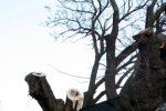 Приостановлено движение трамваев десятого маршрута Приостановлено движение трамваев десятого маршрута