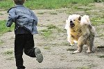 В Измаильском районе больная собака напала на школьника В Измаильском районе больная собака напала на школьника