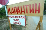 В Одесской области - еще одна вспышка африканской чумы свиней В Одесской области - еще одна вспышка африканской чумы свиней