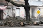В Одессе рухнувшее дерево перекрыло движение В Одессе рухнувшее дерево перекрыло движение