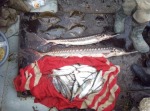 В Черном море задержаны браконьеры с уловом (фото) В Черном море задержаны браконьеры с уловом (фото)