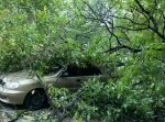 В Одессе дерево упало на автомобиль В Одессе дерево упало на автомобиль
