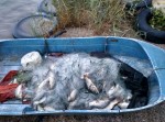 В акватории Днестровского лимана задержан браконьер с уловом(фото) В акватории Днестровского лимана задержан браконьер с уловом(фото)