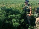 На острове в дельте Дуная выявлена огромная плантация конопли (фото) На острове в дельте Дуная выявлена огромная плантация конопли (фото)