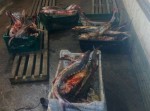 Браконьеры наловили рыбы на 2 миллиона грн. (фото, видео) Браконьеры наловили рыбы на 2 миллиона грн. (фото, видео)