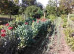 В Болградском районе уничтожена плантация снотворного мака (фото) В Болградском районе уничтожена плантация снотворного мака (фото)