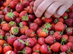 С наступлением жары возрастает риск пищевого отравления (видео) С наступлением жары возрастает риск пищевого отравления (видео)
