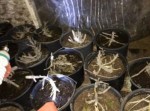 Жительница Одесской области производила наркотики у себя дома (фото) Жительница Одесской области производила наркотики у себя дома (фото)