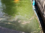 Пруд в одесском парке Победы утопает в мусоре (фото) Пруд в одесском парке Победы утопает в мусоре (фото)