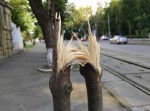 Вандалы уничтожили молодые деревья на Французском бульваре (фото, видео) Вандалы уничтожили молодые деревья на Французском бульваре (фото, видео)