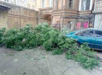 Обрушение ветки с последствиями (фото) Обрушение ветки с последствиями (фото)