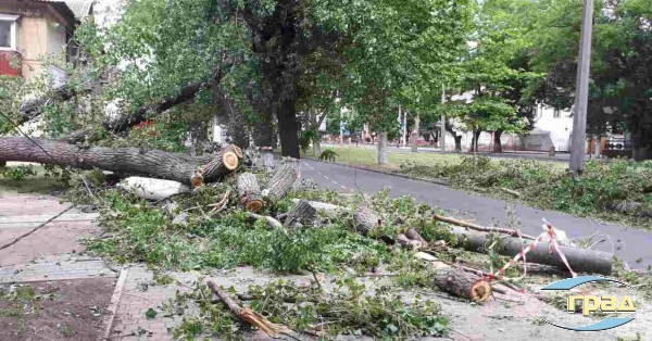 В Одессе упавшее дерево перегородило проспект (фото) В Одессе упавшее дерево перегородило проспект (фото)