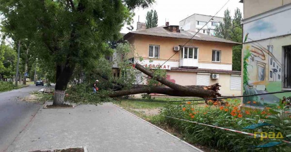 В Одессе упавшее дерево перегородило проспект (фото) В Одессе упавшее дерево перегородило проспект (фото)