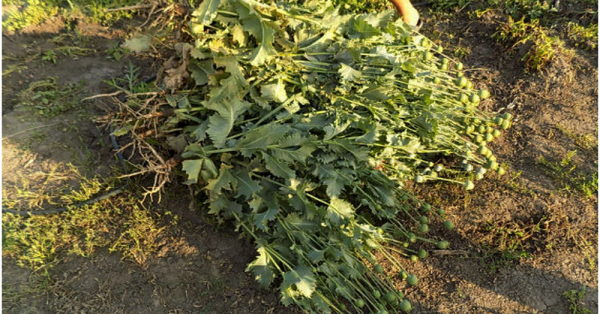 В Одесской области ликвидирована плантация снотворного мака (фото)