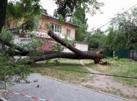 В Одессе упавшее дерево перегородило проспект (фото) В Одессе упавшее дерево перегородило проспект (фото)