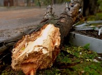 Ветер повалил в Одессе 12 деревьев и крупных веток Ветер повалил в Одессе 12 деревьев и крупных веток