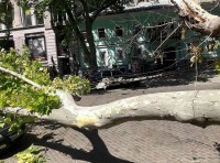 Упавшее дерево остановило работу двух одесских троллейбусов Упавшее дерево остановило работу двух одесских троллейбусов