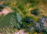 Одесское побережье атаковали водоросли Одесское побережье атаковали водоросли