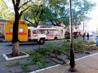 Дерево упало на новенький одесский троллейбус. Фото Дерево упало на новенький одесский троллейбус. Фото