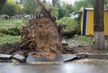 дерево упало