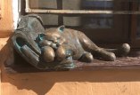 кот Жванецкого