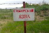 сибирская язва