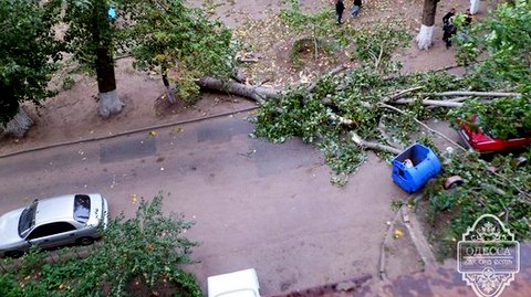 На поселке Таирова рухнуло еще одно дерево На поселке Таирова рухнуло еще одно дерево