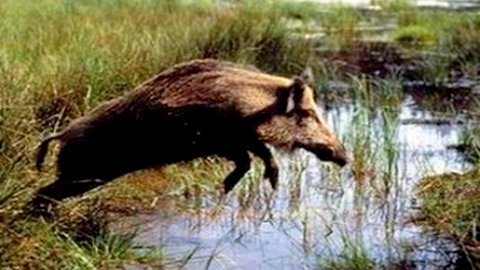 Начался сезон охоты на кабанов Начался сезон охоты на кабанов