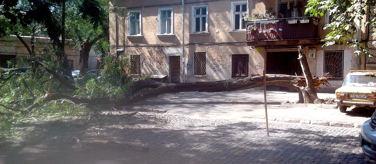 В переулке Маланова рухнуло дерево В переулке Маланова рухнуло дерево