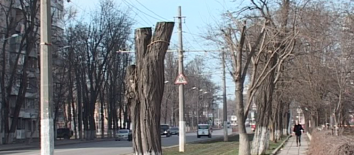 Уничтожение зеленых насаждений Уничтожение зеленых насаждений