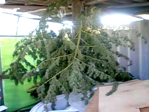 Конопля1