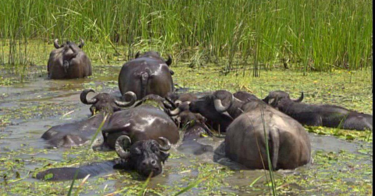 Водяные буйволы