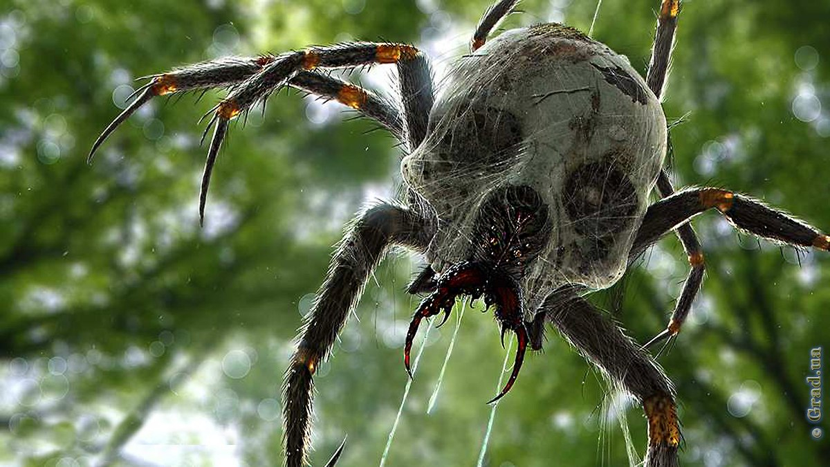 Осторожно: ядовитые пауки!