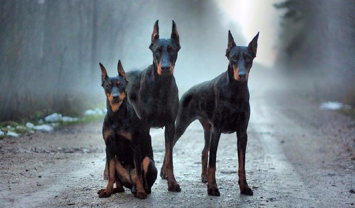 В Украине определили опасные породы собак: кому придется оформлять страховку
