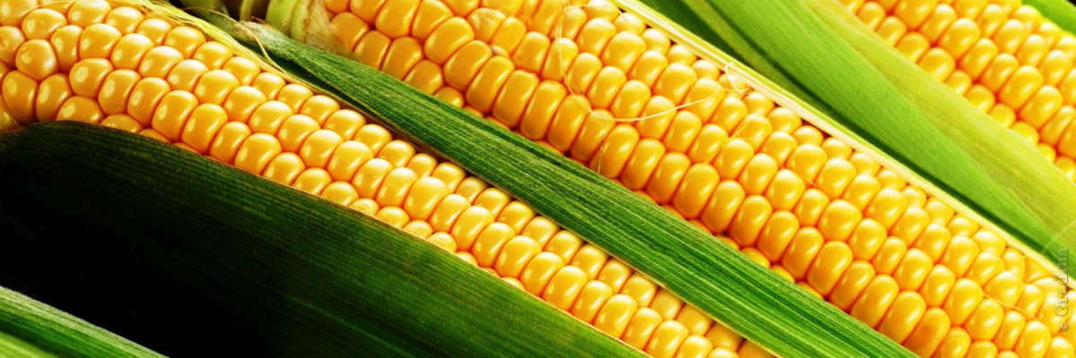 Выбор семян кукурузы
