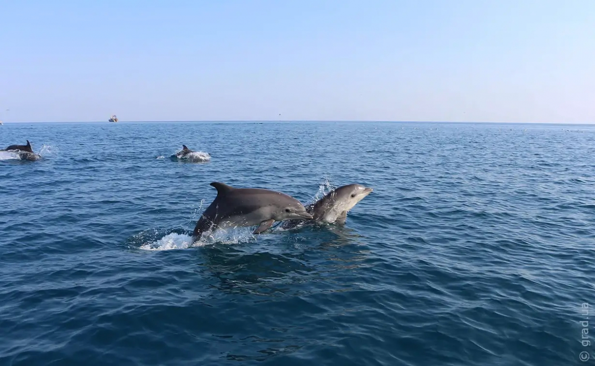 Военные действия в акватории Черного моря приводят к гибели дельфинов