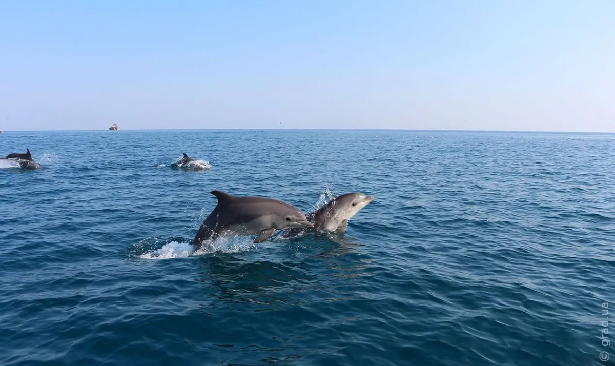 Реабілітаційний центр для дельфінів створять в Одеській області