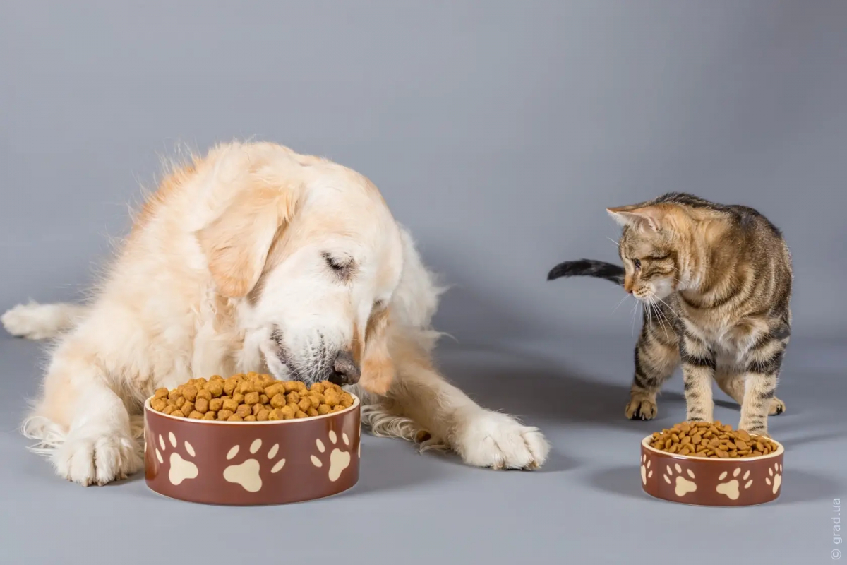 Как выбрать влажный корм для питомца: чем собачий отличается от кошачьего
