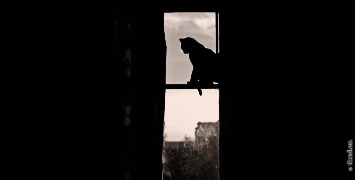кот на окне и нет света