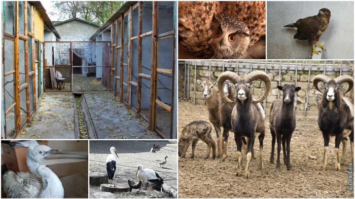 Лечение, передержка и уход: в одесском реабилитационном центре спасают животных