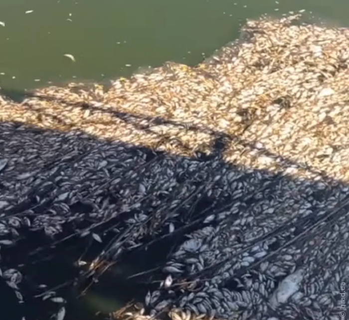 В Одеській області виявили замор риби