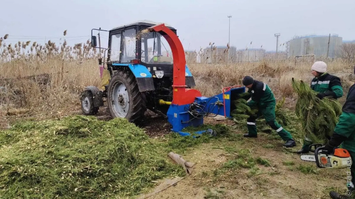 В Одессе перерабатывают новогодние елки в мульчу и удобрения
