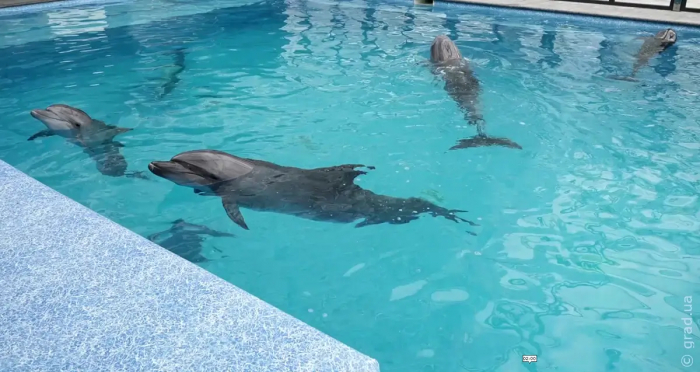 Пополнение в одесском дельфинарии: из Харькова эвакуировали морских животных