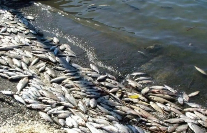 Чорноморська риба може бути небезпечною для здоров'я
