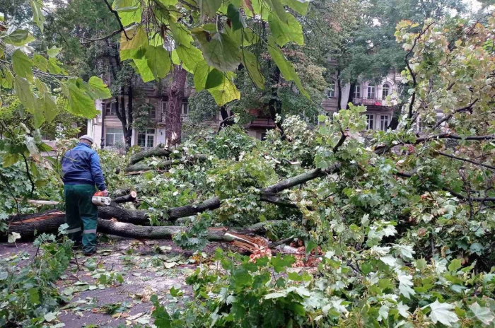 В Одессе непогодой повалено 70 деревьев