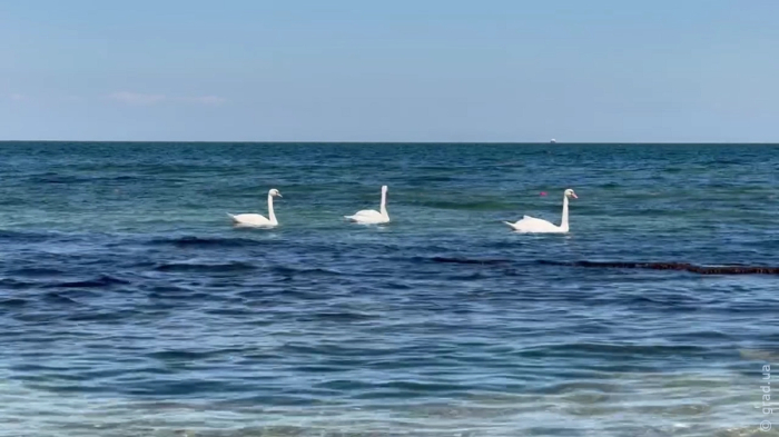Черное море