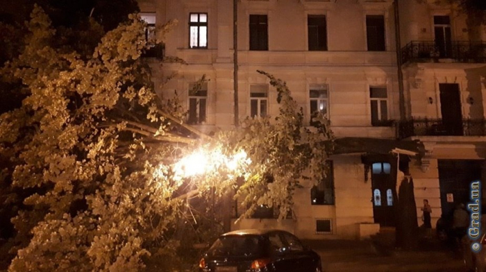В центре Одессы упало дерево