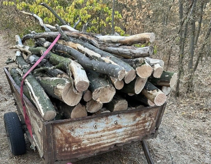 Нарубили деревьев на 500 тисяч гривен: двоих жителей Одесского района разоблачили в заповеднике