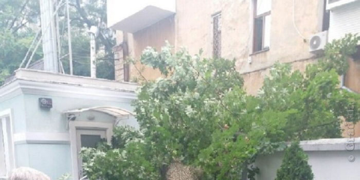В Одессе в непогоду не устояли деревья