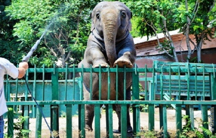 Слониха Венди – символ Одесского зоопарка